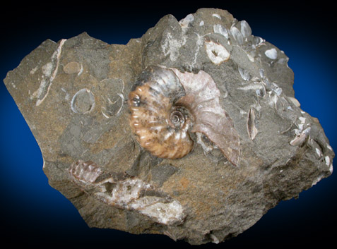 Fossilized Discoscaphites Conradi from Fox Hills Formation, Pennington County, South Dakota