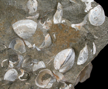 Fossilized Discoscaphites Conradi from Fox Hills Formation, Pennington County, South Dakota