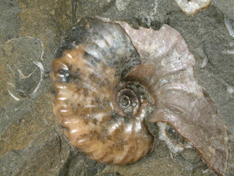 Fossilized Discoscaphites Conradi from Fox Hills Formation, Pennington County, South Dakota