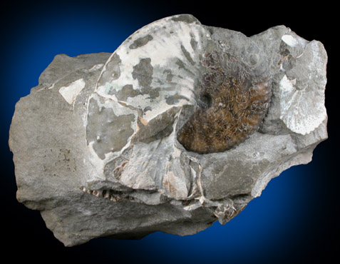 Fossilized Hoploscaphites Nicoletti from Fox Hills Formation, Pennington County, South Dakota
