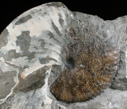 Fossilized Hoploscaphites Nicoletti from Fox Hills Formation, Pennington County, South Dakota