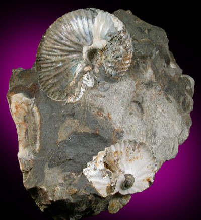 Fossilized Discoscaphites Conradi from Fox Hills Formation, Pennington County, South Dakota