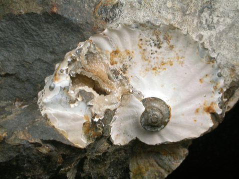 Fossilized Discoscaphites Conradi from Fox Hills Formation, Pennington County, South Dakota