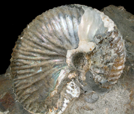 Fossilized Discoscaphites Conradi from Fox Hills Formation, Pennington County, South Dakota