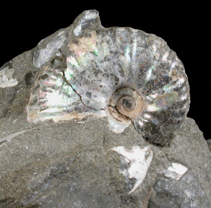 Fossilized Discoscaphites Conradi from Fox Hills Formation, Pennington County, South Dakota