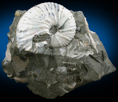 Fossilized Discoscaphites Conradi from Fox Hills Formation, Pennington County, South Dakota