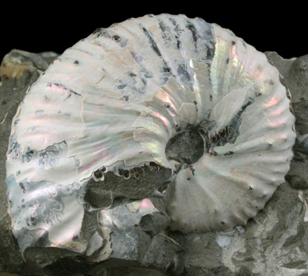 Fossilized Discoscaphites Conradi from Fox Hills Formation, Pennington County, South Dakota