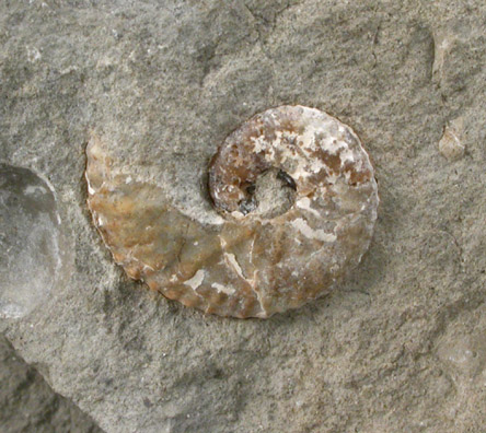 Fossilized Hoploscaphites Nicoletti from Fox Hills Formation, Pennington County, South Dakota