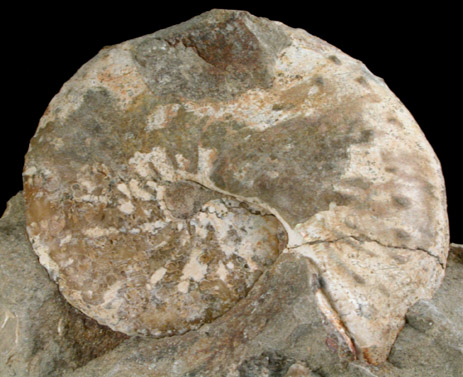 Fossilized Hoploscaphites Nicoletti from Fox Hills Formation, Pennington County, South Dakota