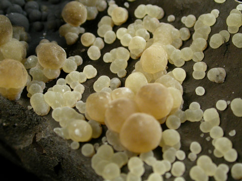 Calcite from Campomorto Quarry, Montalto di Castro, Viterbo, Italy