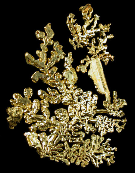 Gold (dendritic crystals) from Eagle's Nest Mine, Michigan Bluff District, Placer County, California