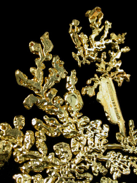 Gold (dendritic crystals) from Eagle's Nest Mine, Michigan Bluff District, Placer County, California