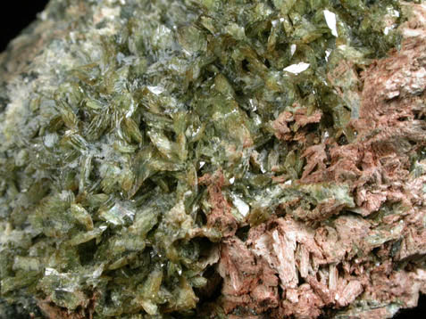 Axinite-(Mg) on Johannsenite from Iron Cap Mine, Landsman Camp, Graham County, Arizona