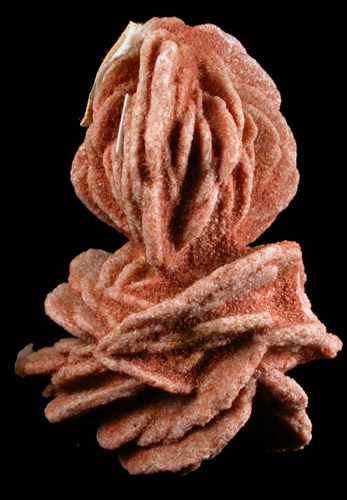 Barite var. Desert Rose from Garber Sandstone Formation, near Norman, Cleveland County, Oklahoma