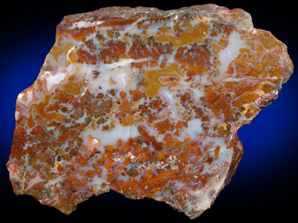 Quartz var. Silicified Wood (Petrified Wood) from Petrified Forest, Apache County, Arizona