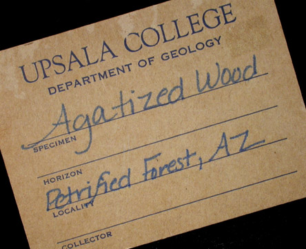 Quartz var. Silicified Wood (Petrified Wood) from Petrified Forest, Apache County, Arizona