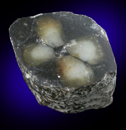 Andalusite var. Chiastolite from Blue Wing Mountains, Pershing County, Nevada