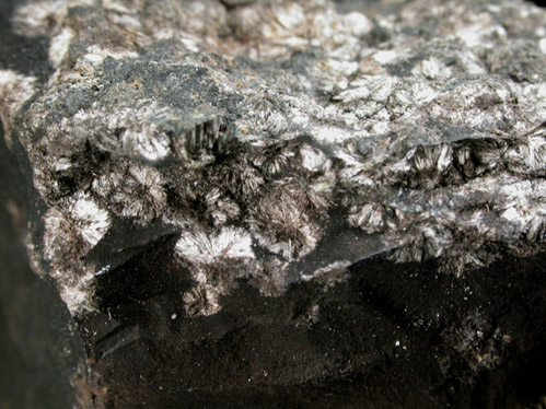 Messelite from Grube Prinz von Hessen, 6.5 km NE of Darmstadt, Hessen, Germany