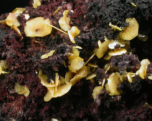 Wulfenite from Silver Bill Mine, Courtland-Gleeson District, Cochise County, Arizona