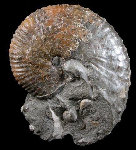 Hoploscaphites Fossil from Pierre Formation, Dawson County, Montana
