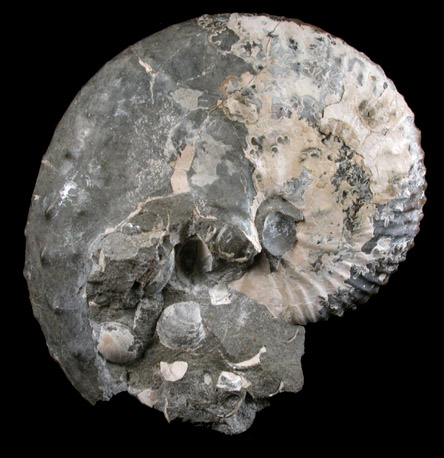 Hoploscaphites Fossil from Pierre Formation, Dawson County, Montana