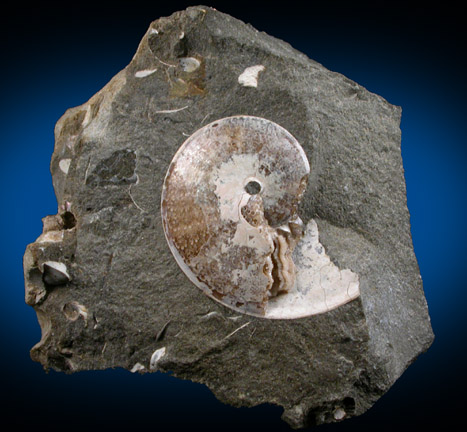 Sphenodiscus Fossil from Fox Hills Formation, North Dakota