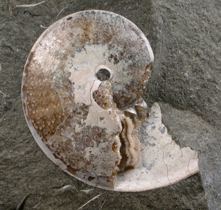 Sphenodiscus Fossil from Fox Hills Formation, North Dakota