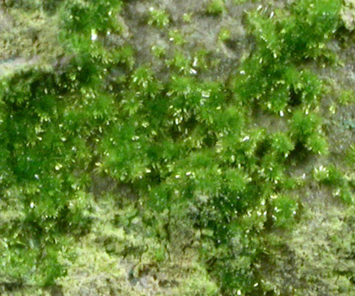 Arthurite from Majuba Hill, Pershing County, Nevada