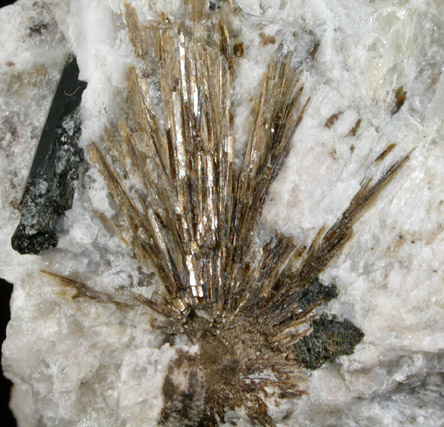Astrophyllite with Aegirine in Albite from Poudrette Quarry, Mont Saint-Hilaire, Qubec, Canada