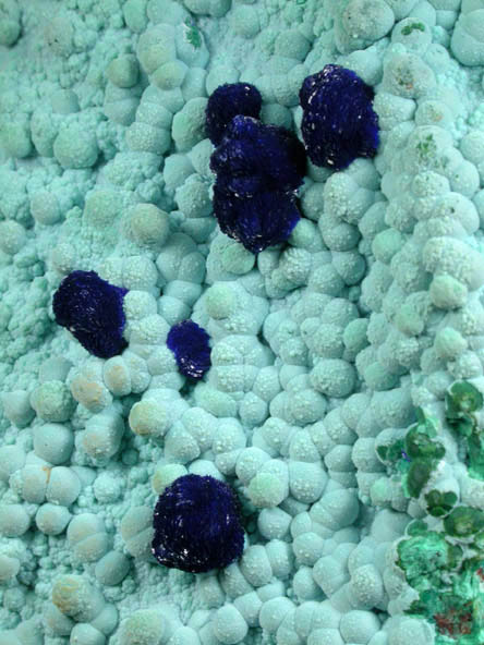 Azurite on Chrysocolla from Morenci Mine, Northwest Extension, Clifton District, Greenlee County, Arizona