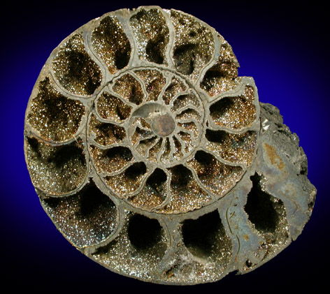 Pyrite pseudomorph after Ammonite (Pyritized Ammonite) from near Moscow, Central Federal District, Russia