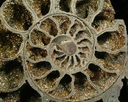 Pyrite pseudomorph after Ammonite (Pyritized Ammonite) from near Moscow, Central Federal District, Russia