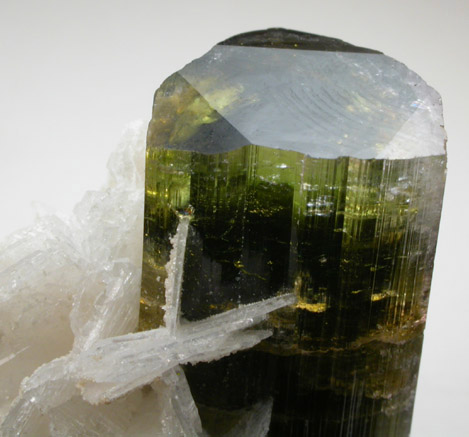 Elbaite Tourmaline with Albite var. Cleavelandite from Gilgit District, Gilgit-Baltistan, Pakistan