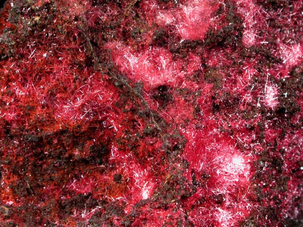 Cuprite var. Chalcotrichite from Clifton District, Greenlee County, Arizona