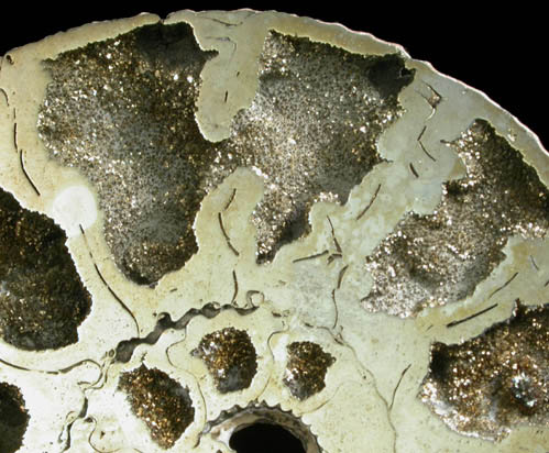 Pyrite pseudomorph after Ammonite (Pyritized Ammonite) from near Moscow, Central Federal District, Russia