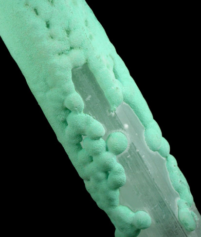 Gypsum var. Selenite coated with Chrysocolla from Chihuahua, Mexico