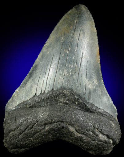 Fossilized Shark Tooth (Carcharocles Megalodon) from Florida