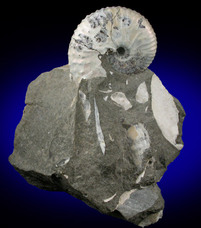 Fossilized Discoscaphites Conradi from Fox Hills Formation, Pennington County, South Dakota