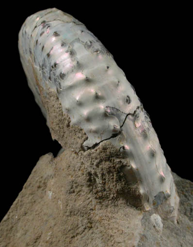 Fossilized Discoscaphites Conradi from Fox Hills Formation, Pennington County, South Dakota