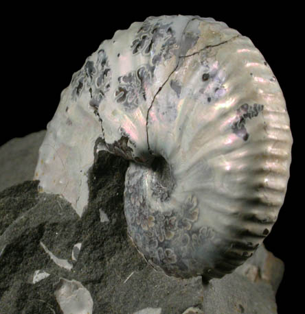 Fossilized Discoscaphites Conradi from Fox Hills Formation, Pennington County, South Dakota