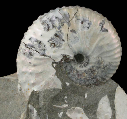 Fossilized Discoscaphites Conradi from Fox Hills Formation, Pennington County, South Dakota