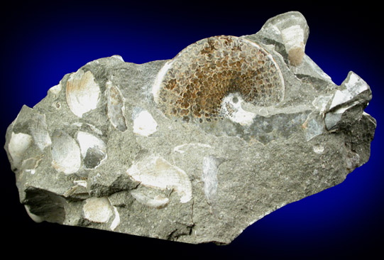 Fossilized Sphenodiscus from Fox Hills Formation, Pennington County, South Dakota