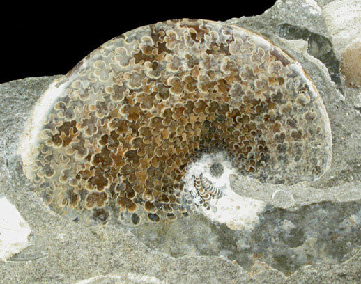 Fossilized Sphenodiscus from Fox Hills Formation, Pennington County, South Dakota