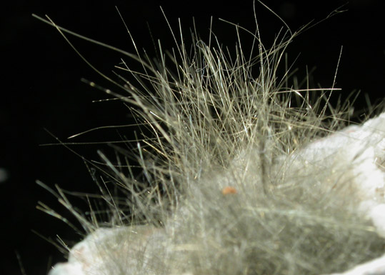 Millerite in Quartz Geode from US Route 27 road cut, Halls Gap, Lincoln County, Kentucky