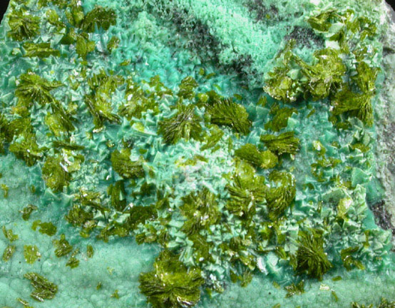 Volborthite on Chrysocolla from Monument No. 2 Mine, 26 km north of Kayenta, Navajo County, Arizona