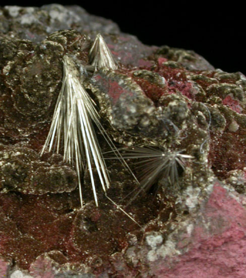 Millerite on Stilpnomelane from Sterling Mine, Antwerp, Jefferson County, New York