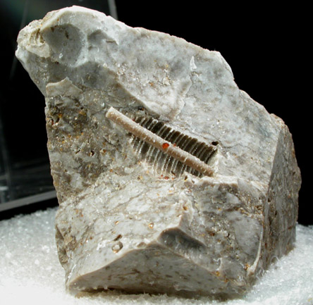 Sphalerite on Crinoid Stem fossil from Tri-State Lead-Zinc Mining District, Picher, Ottawa County, Oklahoma