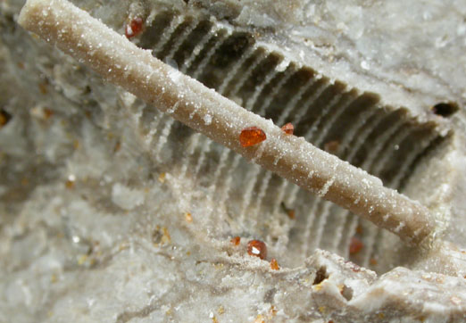 Sphalerite on Crinoid Stem fossil from Tri-State Lead-Zinc Mining District, Picher, Ottawa County, Oklahoma