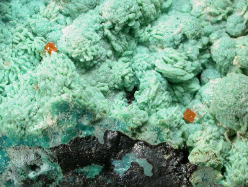 Wulfenite on Chrysocolla pseudomorphs after Hemimorphite from 79 Mine, Banner District, near Hayden, Gila County, Arizona