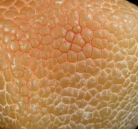 Quartz var. Snakeskin Agate from west of Rome, Malheur County, Oregon